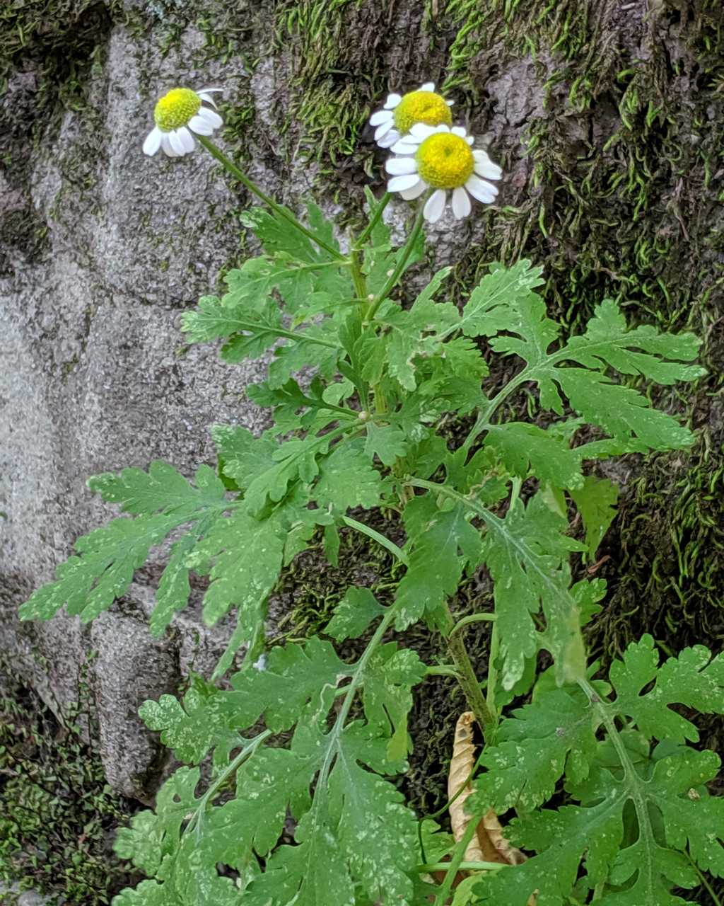 Tanacetum parthenium